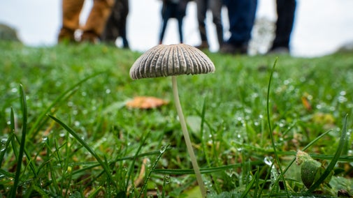 Fungi Fascination Walk - Speke Hall. A mushroom in the foreground with a group on a fungi walk in the background.